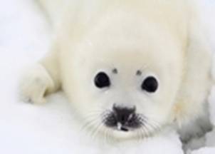 В защиту детёнышей тюленя: "звёздный" десант 
               на Белом море