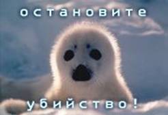 15 марта - начнется массовое убийство детенышей (бельков)